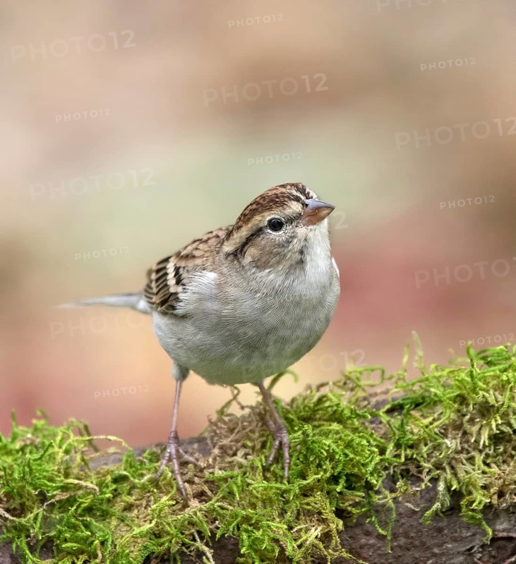 A fall plumage Chipping Sparrow, Spizella passerina, perched in Saskatoon, Saskatchewan, Canada