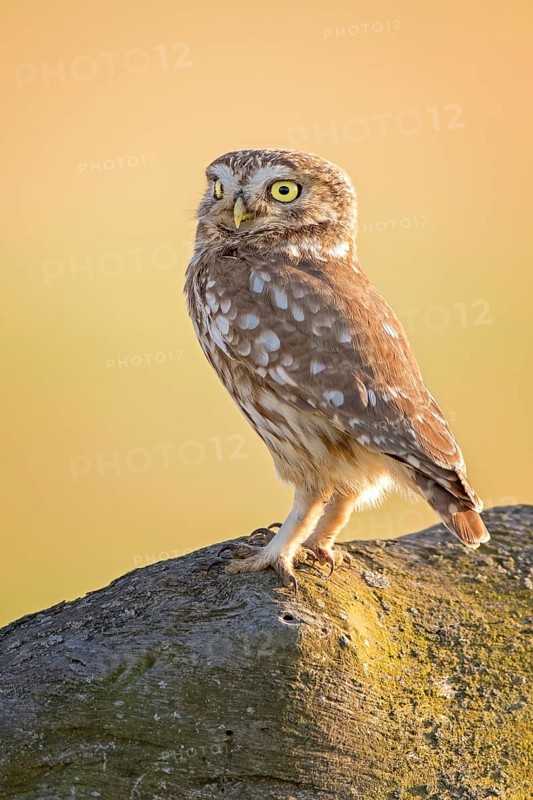 Little Owl (Athene noctua) perched on a rock, Hungary