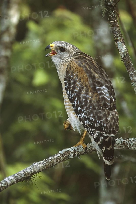 Red-shouldered Hawk (Buteo lineatus), Florida, USA