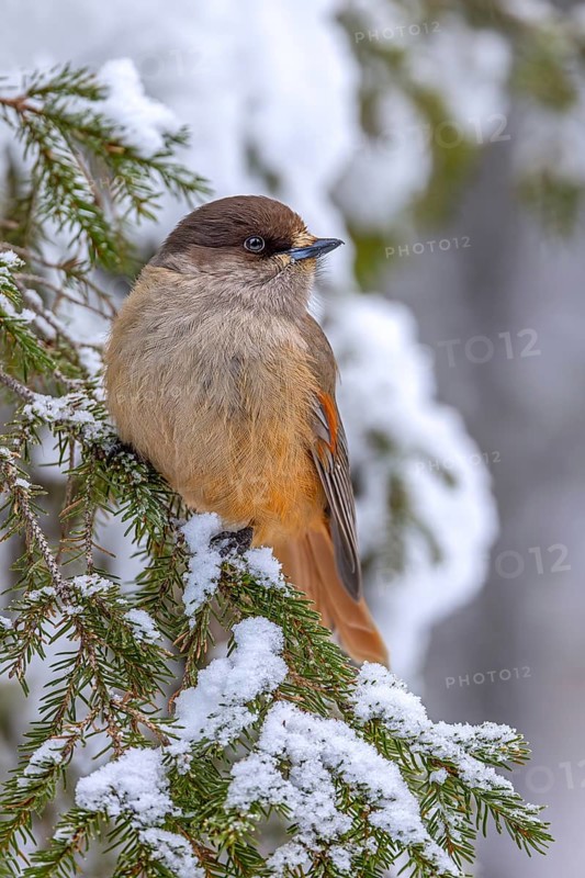 Siberian jay (Perisoreus infaustus, Corvus infaustus) perched in spruce tree in snow covered taiga in winter, Scandinavia