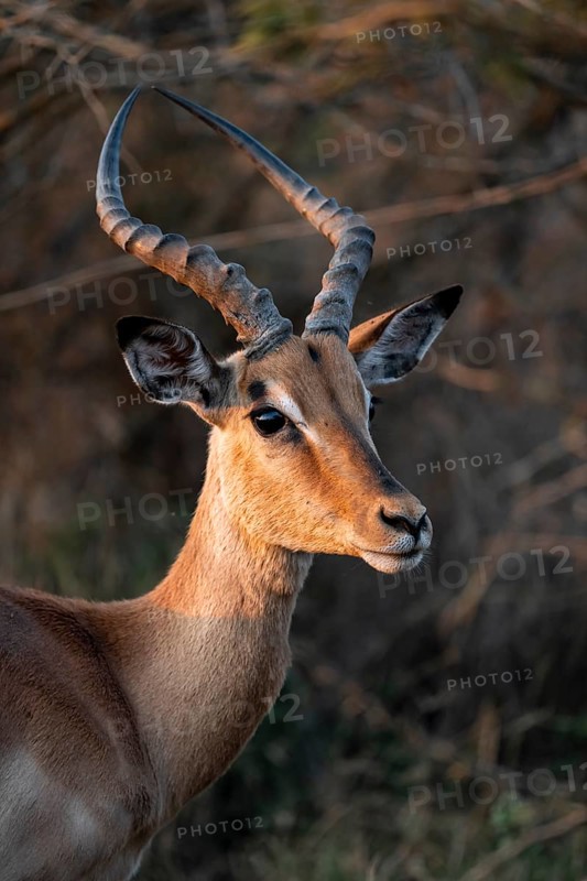 Impala (Aepyceros melampus), adult male, black heeler antelope, Kruger National Park, South Africa