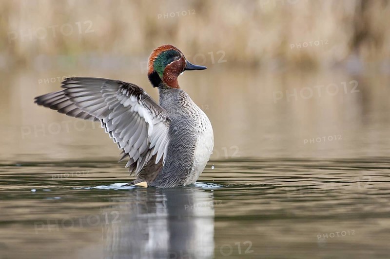Eurasian Teal (Anas crecca) male, Bavaria, Germany