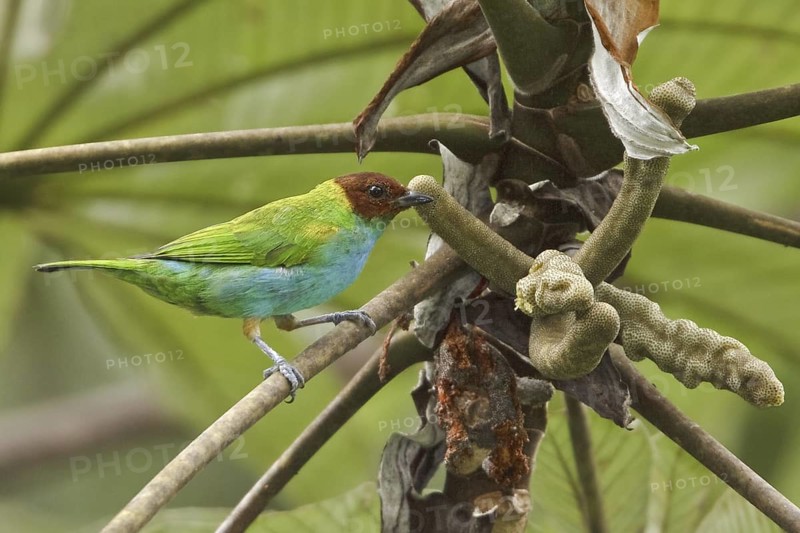 Bay-headed Tanager (Tangara gyrola), Costa Rica