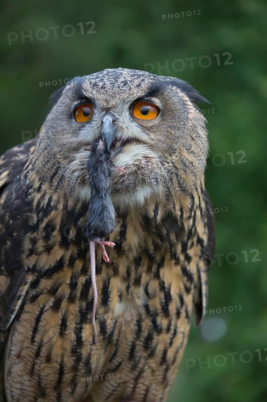 Portrait of an Eurasian Eagle Owl, Bubo bubo. Swallowing a dark grey mouse. Green vegetation in the background
