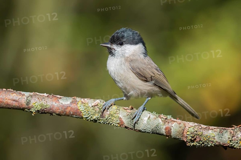 Marsh Tit (Poecile palustris) perched on a branch, Lower Saxony, Germany