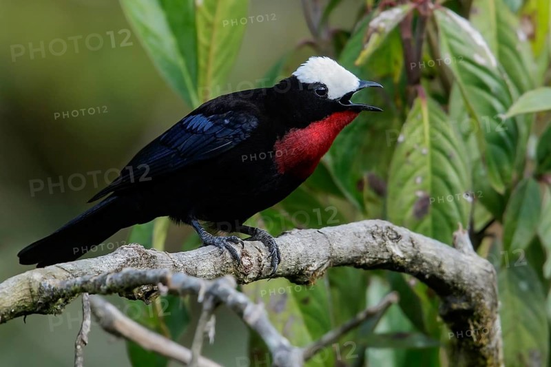 White-capped Tanager (Sericossypha albocristata) perched on a branch in the Andes Mountains of Colombia