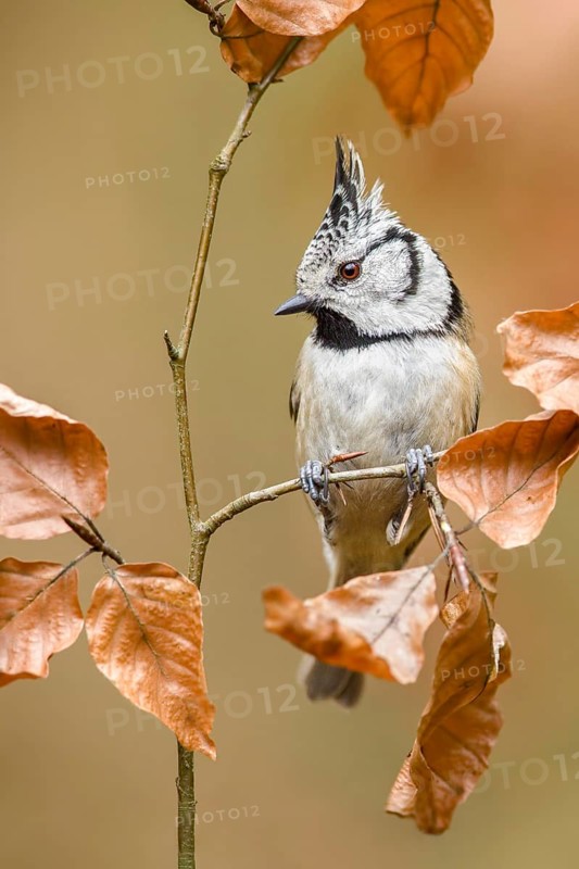 European Crested Tit (Lophophanes cristatus) perched on a twig, Poland