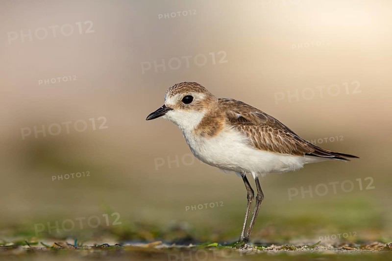 Animals, Birds, Little Ringed Plover, Mongolian Plover, (Charadrius mongolus), Barr Al Hikman, Shannah, Ash Sharqiyah South, Oman