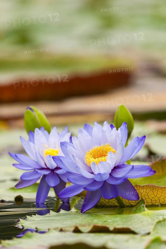 Purple water lilies with yellow centre, floating in the water between green leaves, giant water lilies (Nymphaea gigantea), water lily pond, Stuttgart, Baden-Württemberg, Germany