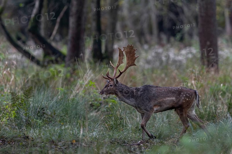 A young fallow deer (Dama dama) quickly moves across the rutting ground, rut, mating season, deer rut, autumn, October, Germany