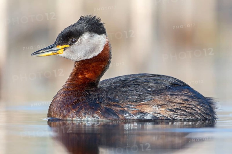 Red-necked Grebe (Podiceps grisegena) male, Saxony-Anhalt, Germany
