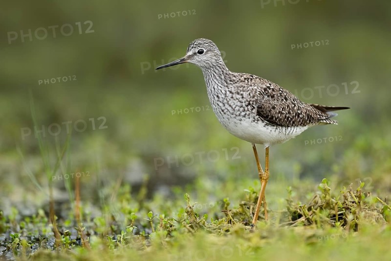 Lesser Yellowlegs (Tringa flavipes), Texas, USA