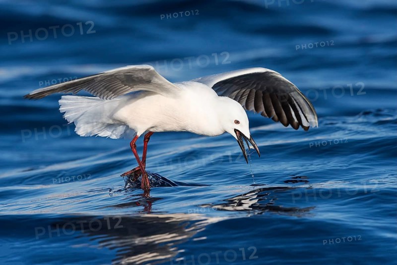 Slender-billed Gull (Chroicocephalus genei) flying, Eilat, Israel