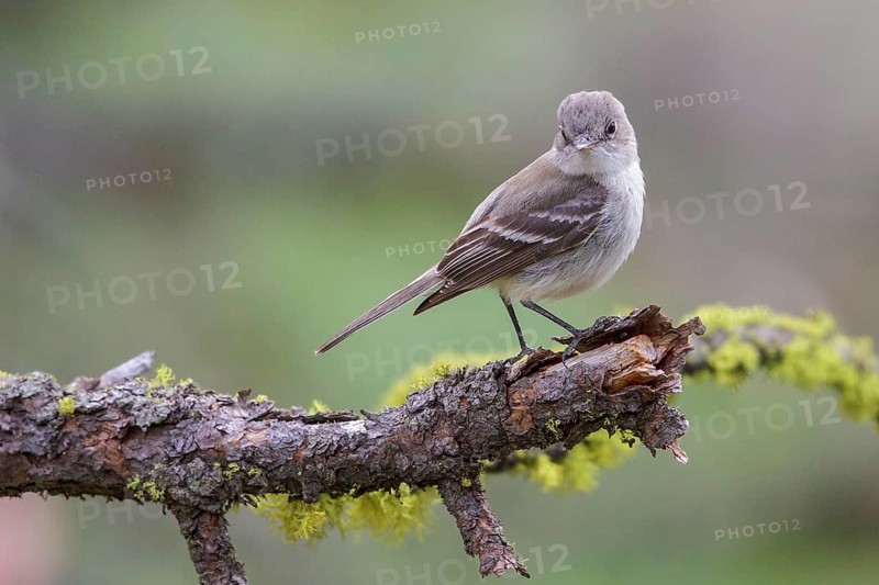 Gray Flycatcher (Empidonax wrightii) perched on a branch in central Washington State, USA