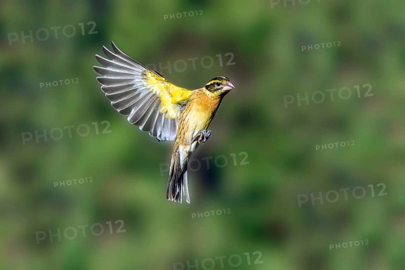 Black-headed Grosbeak Pheucticus melanocephalus Santa Rita Mountains, Santa Cruz County, Arizona, United States 18 May Adult Female in flight. Cardinalidae