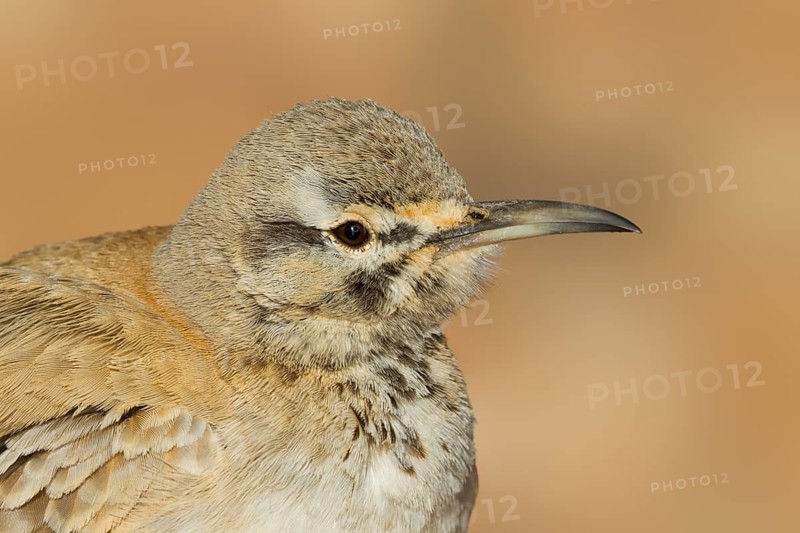 Greater Hoopoe Lark - Wüstenläuferlerche - Alaemon alaudipes ssp. alaudipes, Morocco