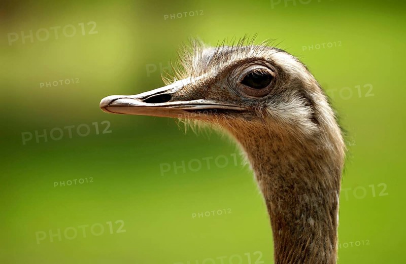 Nandu, Pampastrauss (Rhea americana), head, animal portrait, Vogelpark Schotten, Vogelsberg, Hesse, Germany