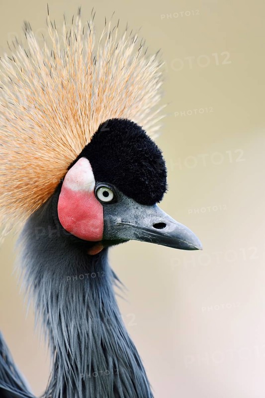 Black crowned crane or Black-necked crane (Balearica pavonina), portrait, captive, occurring in Africa
