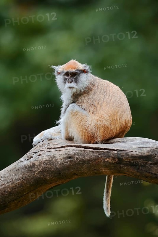 Western hussar monkey (Erythrocebus patas patas), captive, occurring in Africa