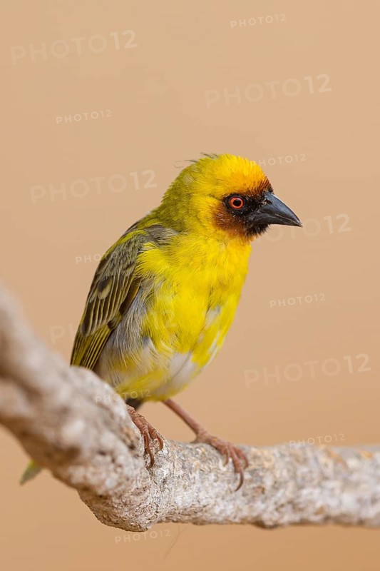 Ruppell's Weaver, Rueppell's Weaver, (Ploceus galbula), weaver bird, perching bird, weaver birds, Ayn Hamran, Salalah, Dhofar, Oman