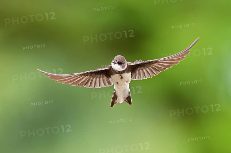 Sand martin (Riparia riparia), in flight, Reussegg nature reserve, Canton Aargau, Switzerland