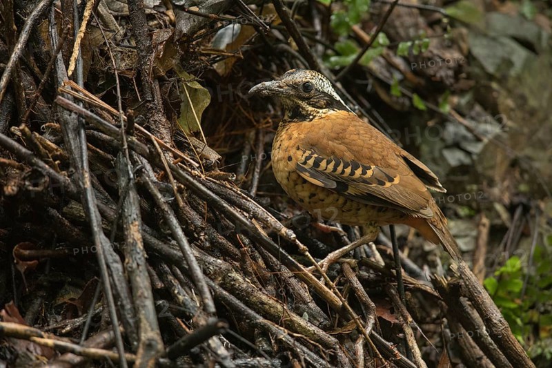 Eared Pitta (Hydrornis phayrei) male, Kaeng Krachan, Thailand