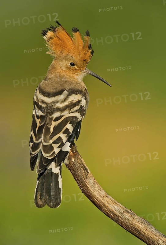 Eurasian Hoopoe (Upupa epops) perched on a branch, Aosta Valley, Italy