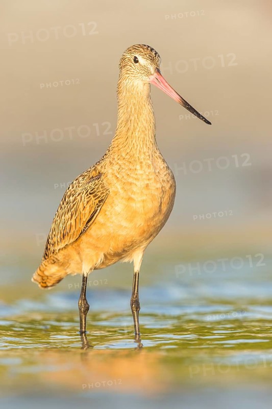 Marbled Godwit (Limosa fedoa) foraging, Florida, USA