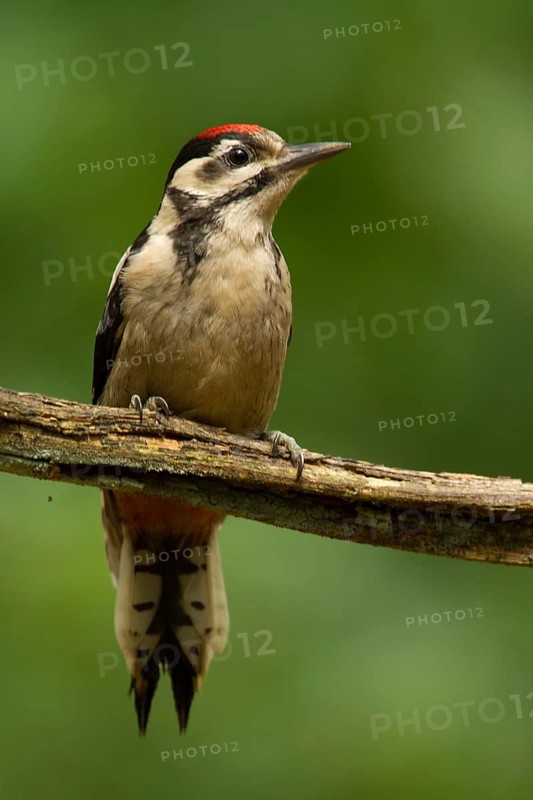 Great Spotted Woodpecker (Dendrocopos major) juvenile, Utrecht, Netherlands
