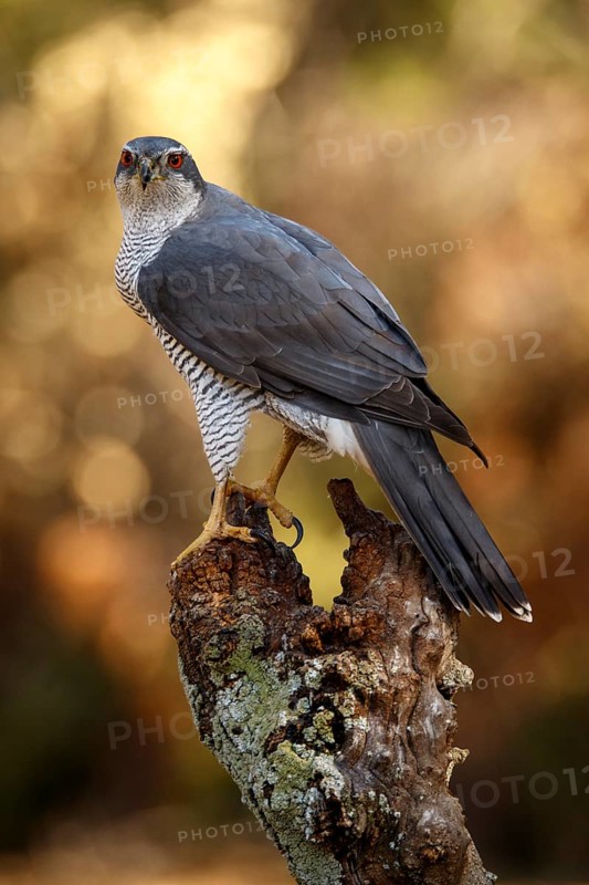 Northern Goshawk (Accipiter gentilis), adult male, Castile and Leon, Spain