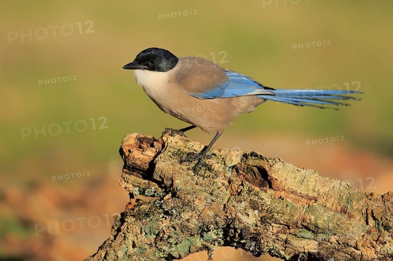 Iberian Magpie (Cyanopica cooki), Andalusia, Spain
