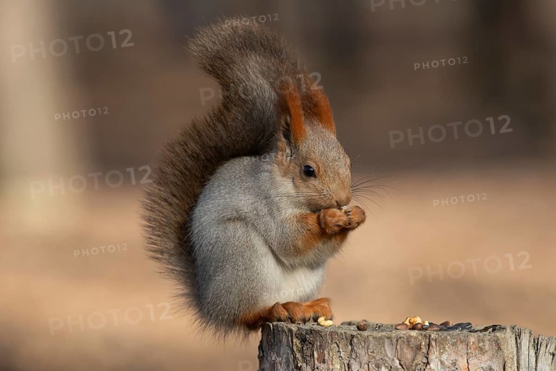 Squirrel in a park. Krasnodar. Russia