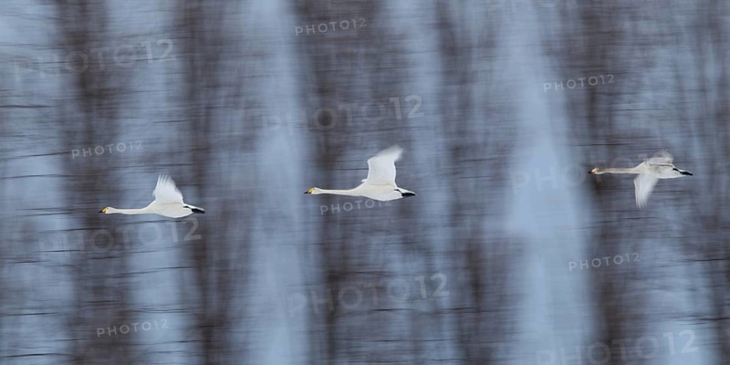Whooper Swan (Cygnus cygnus) group flying, Mecklenburg-Western Pomerania, Germany