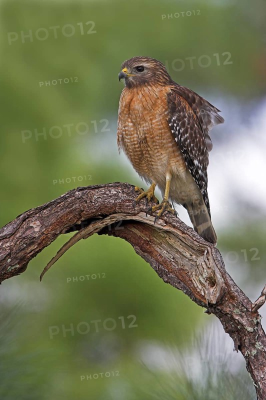 Red-shouldered Hawk (Buteo lineatus), Florida, USA