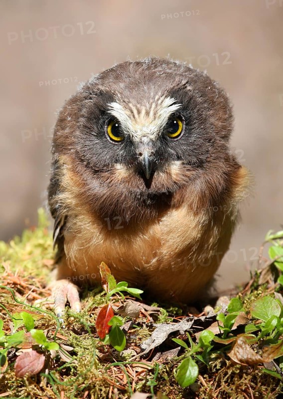 Northern Saw-whet Owl (Aegolius acadicus) juvenile perched on a mossy log, Saskatchewan, Canada