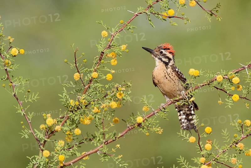 Ladder-backed Woodpecker (Dryobates scalaris) male perched on flowering branch, Arizona, USA