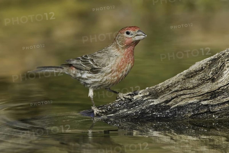 House Finch (Haemorhous mexicanus) male, Arizona, USA