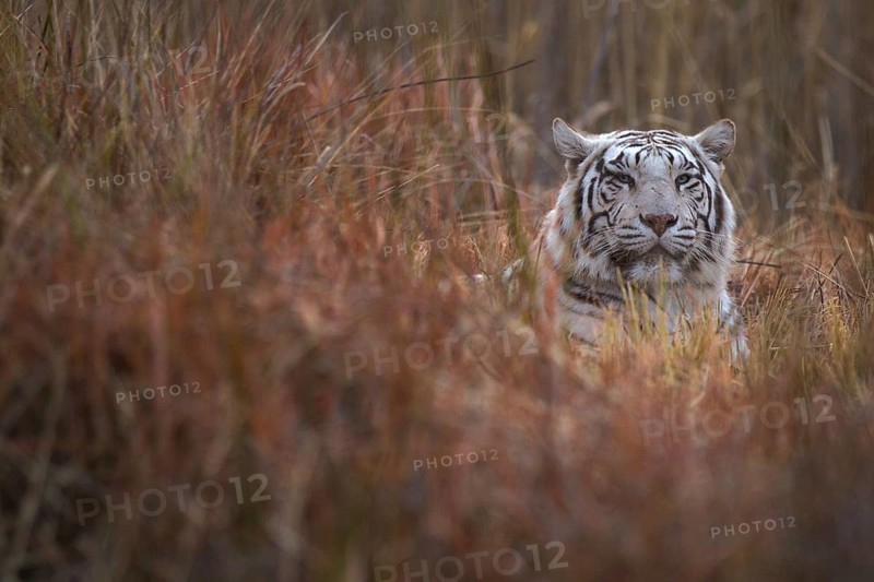 Bengal Tiger (Panthera tigris) white morph adult portrait, captive, Philippolis, South Africa