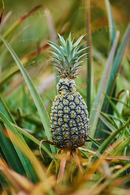Pineapple (Ananas comosus) on a plantation, Hawaiian Island Oahu, O?ahu, Hawaii, Aloha State, United States