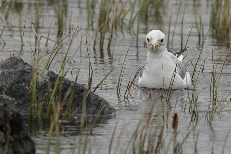 Mew Gull (Larus canus), Dalarna, Sweden