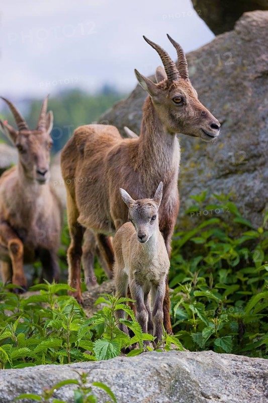 Two adult female ibex (Capra ibex) and one baby stand on rocks