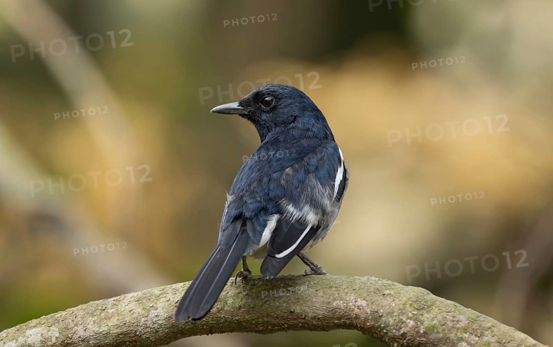A Oriental magpie-robin (Copsychus saularis), Sreepur, Gazipur, Bangladesh