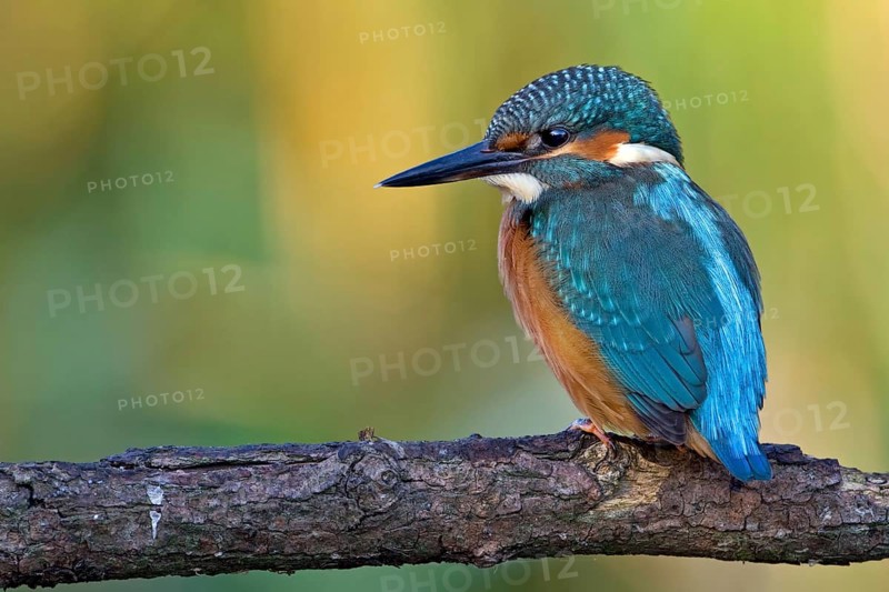 Common Kingfisher (Alcedo atthis) juvenile, Saxony-Anhalt, Germany