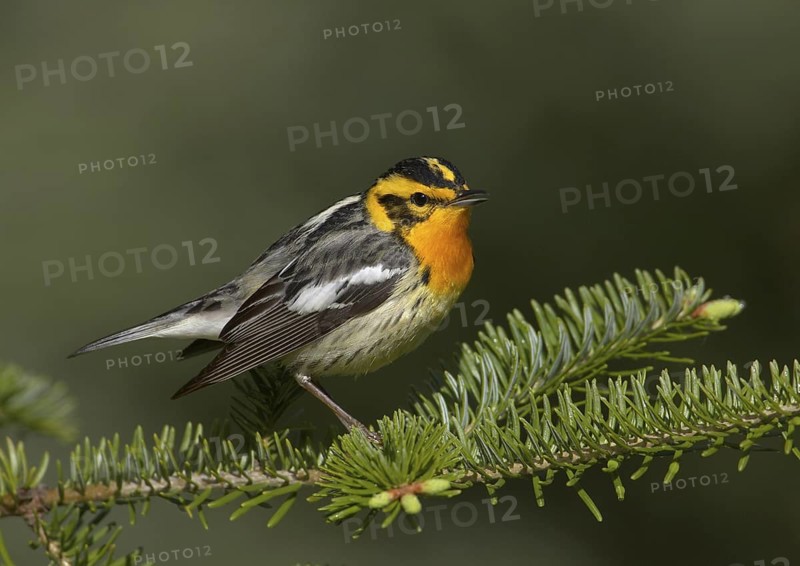 Blackburnian Warbler (Setophaga fusca) singing, Michigan, USA