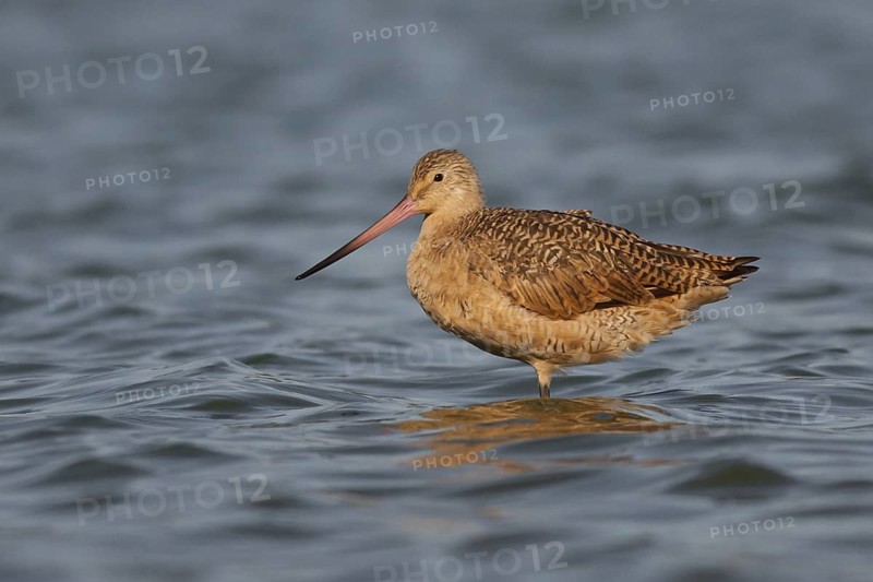 Marbled Godwit (Limosa fedoa), California, USA