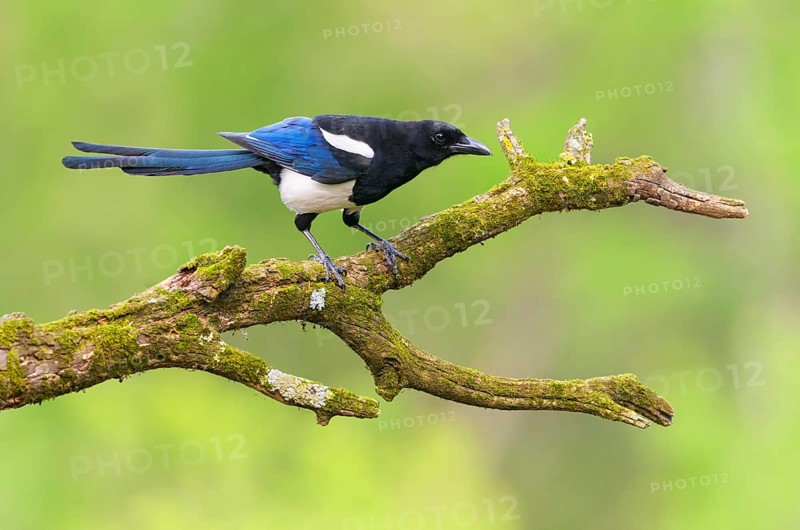 Black-billed Magpie (Pica hudsonia), Alberta, Canada