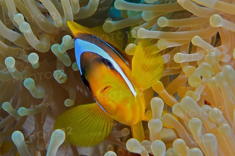 Red sea anemonefish (Amphiprion bicinctus)