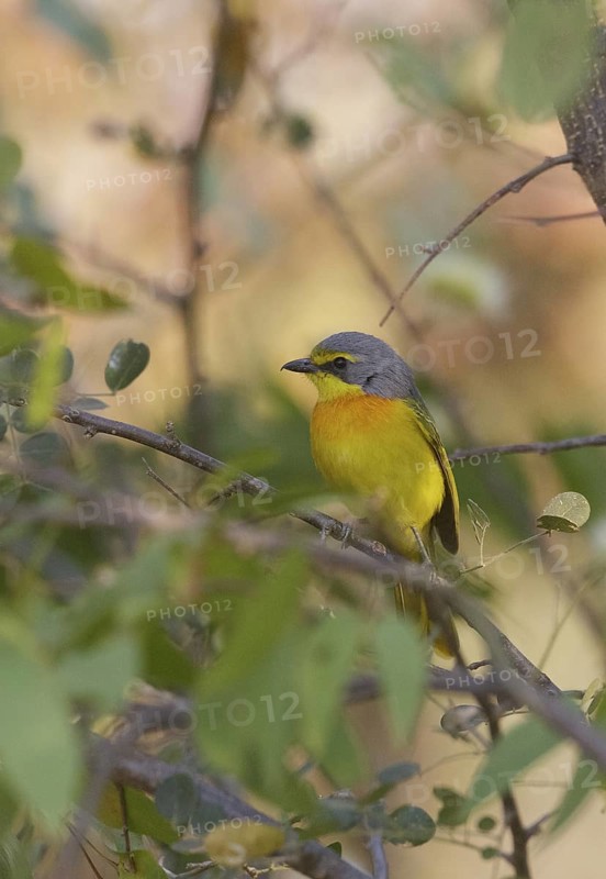 Orange-breasted Bushshrike (Chlorophoneus sulfureopectus), Chobe, Botswana