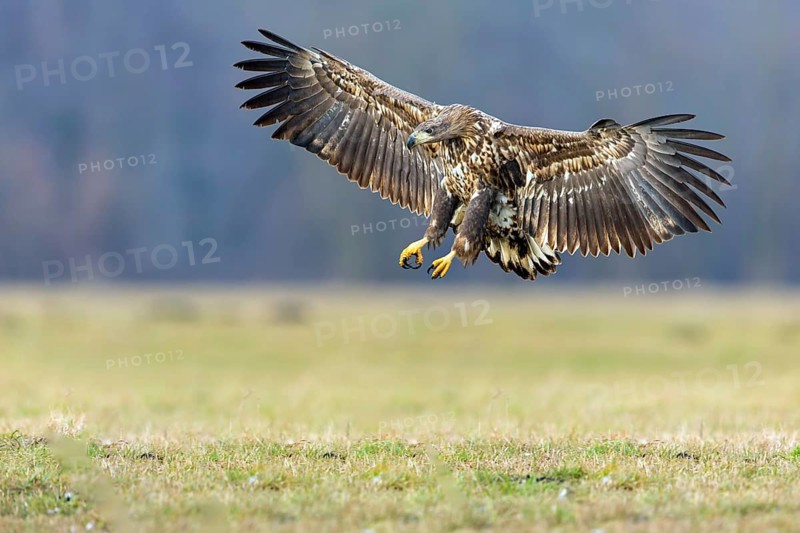 White-tailed eagle, hawk family, animals, birds, birds of prey, (Haliaeetus albicilla), biotope, habitat, foraging, centrapoles, Kutno, Lodz, Poland