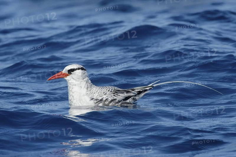 Red-billed Tropicbird (Phaethon aethereus), California, USA